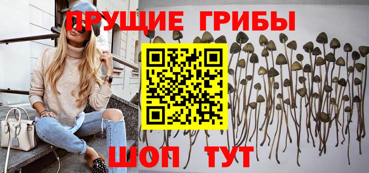 Псилоцибиновые грибы Psilocybine cubensis Фурманов